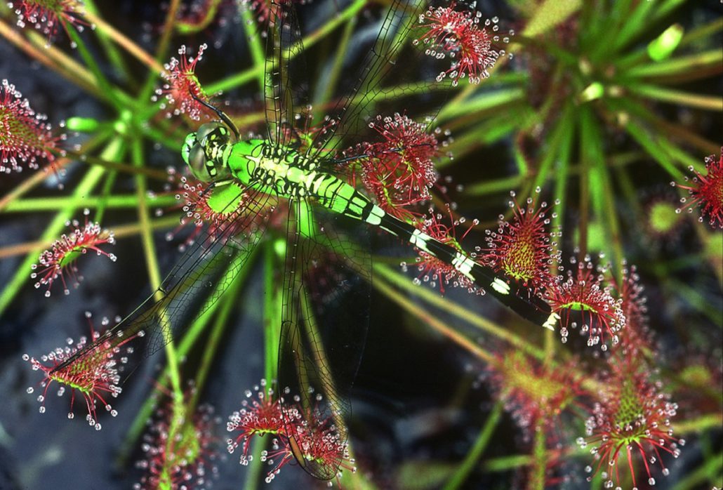 Dragonfly on a Sundew