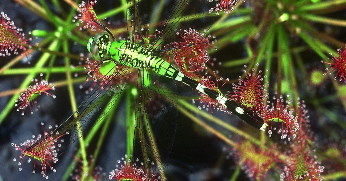 Dragonfly on a Sundew