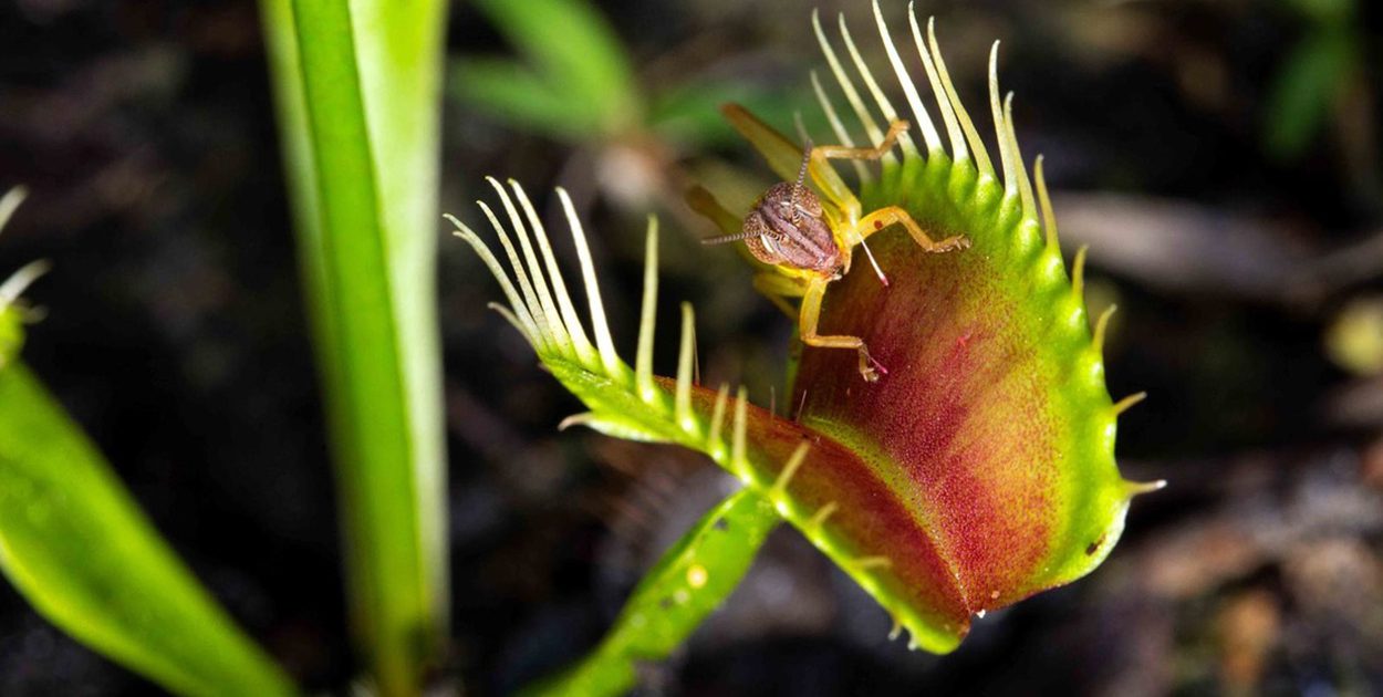 Venus flytrap