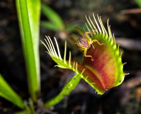 Venus flytrap