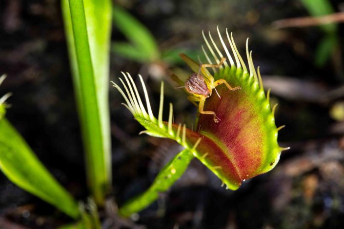 Venus flytrap