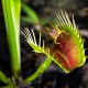 Venus flytrap