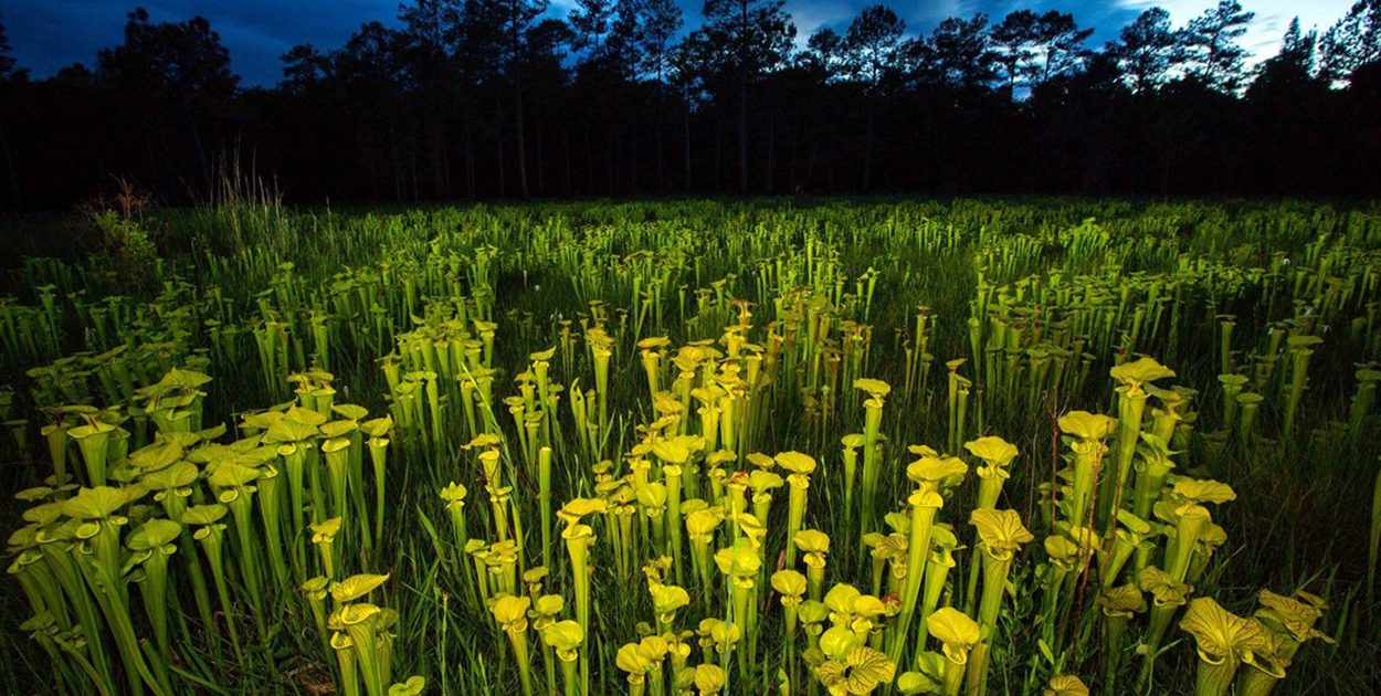 Pitcher plants at Shaken Creek