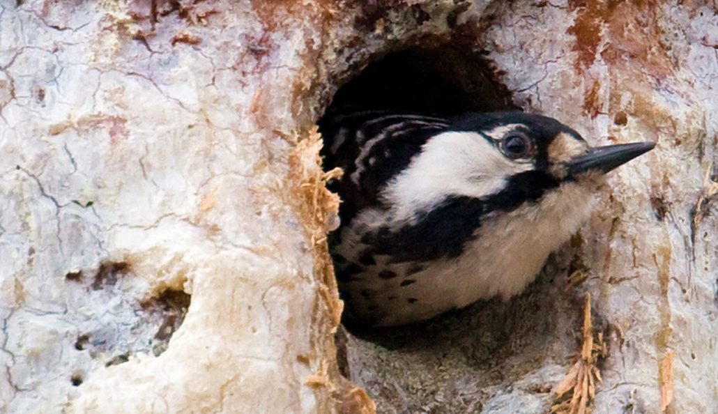 Red-cockaded woodpecker