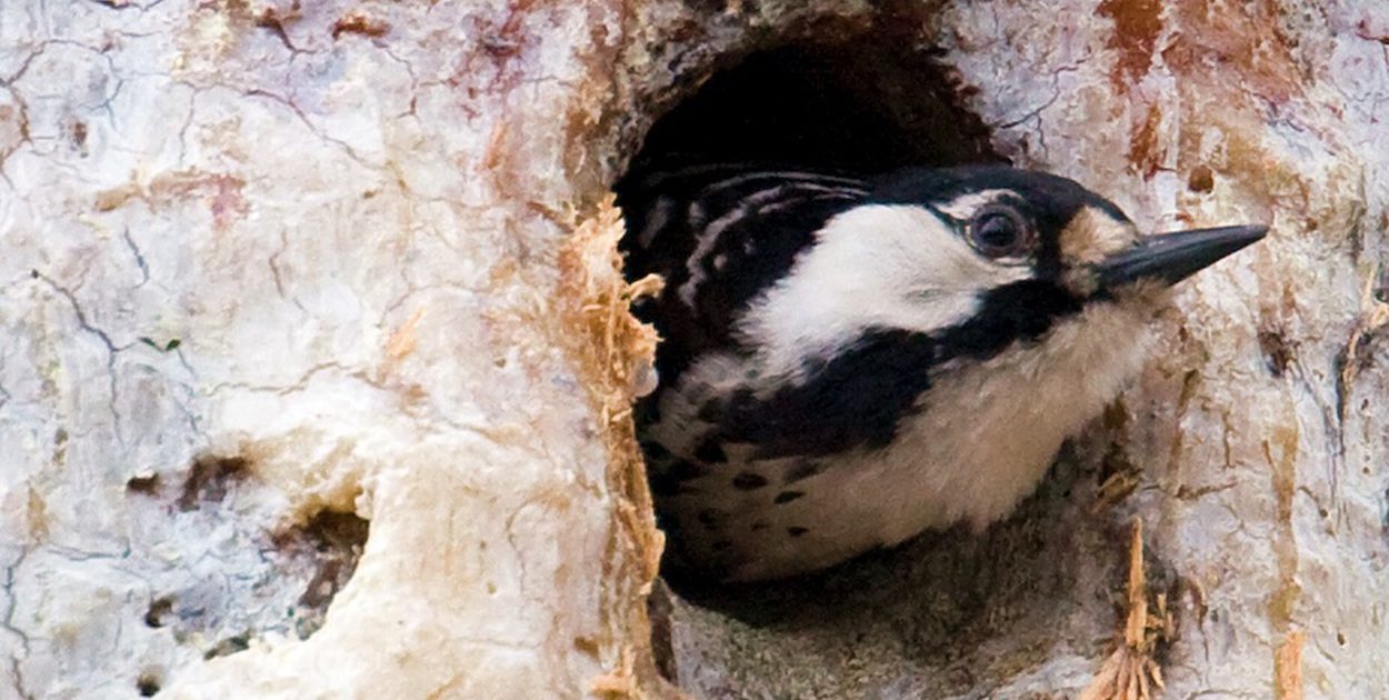 Red-cockaded woodpecker