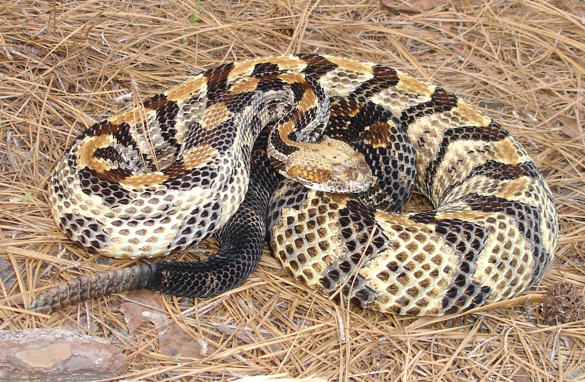 large timber rattlesnake pender county