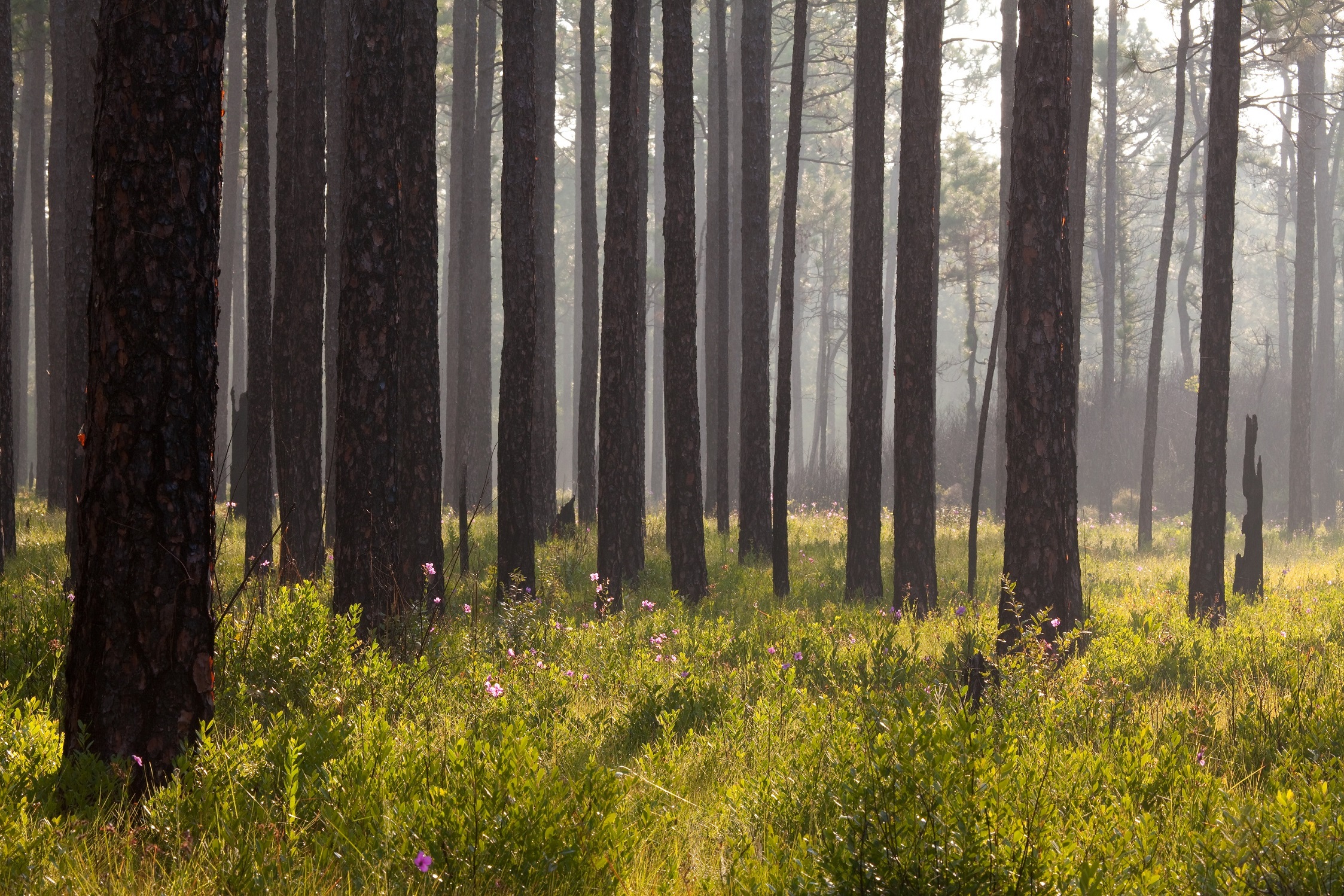 Longleaf pines © Skip Pudney