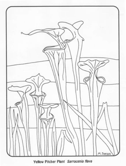 Pitcher plant