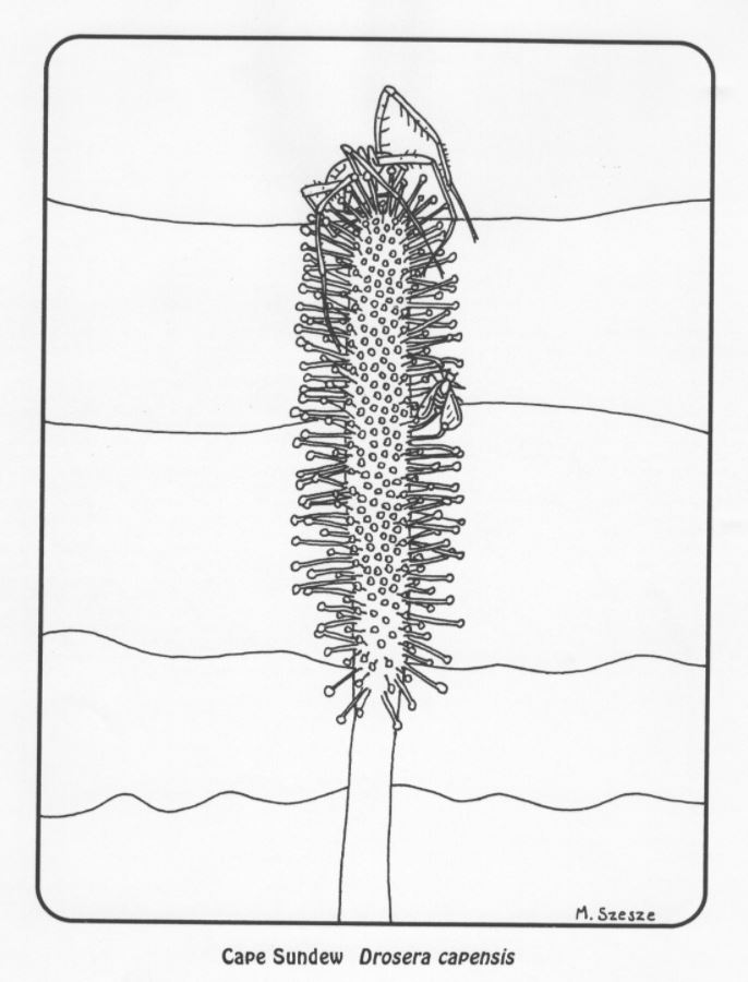 Sundew