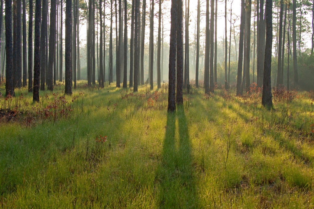 Longleaf pines in the Green Swamp